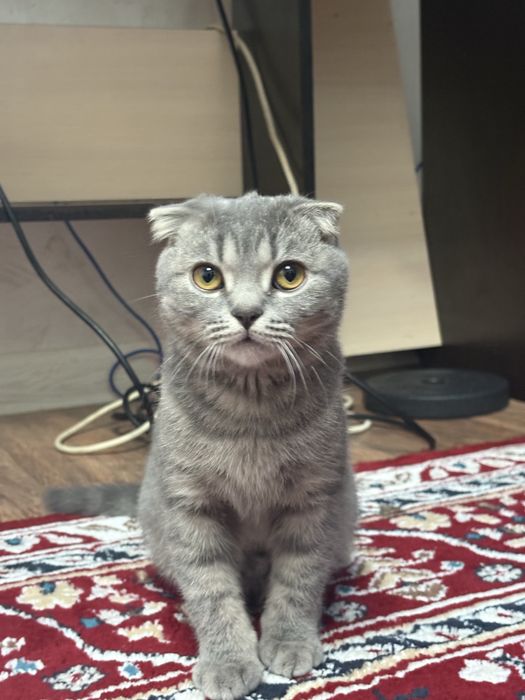 Продается котенок