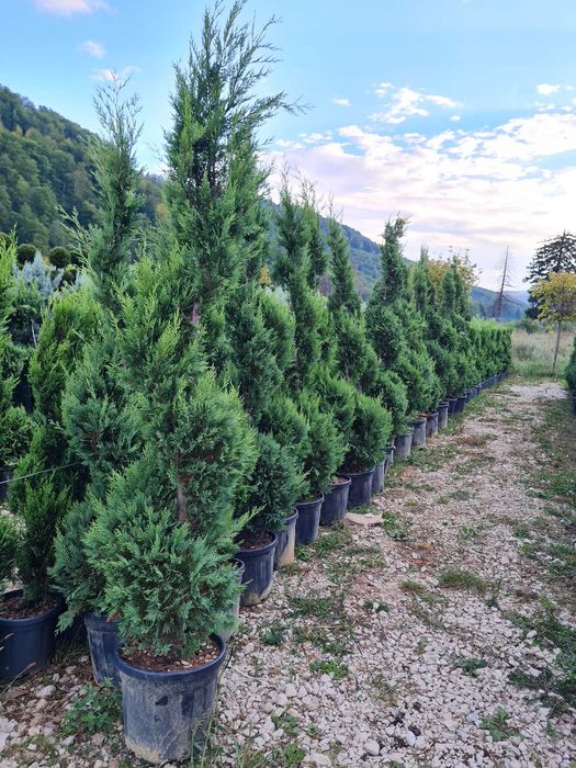 Plante Verzi pentru Gard Viu – Livrare și Plantare pe Loc