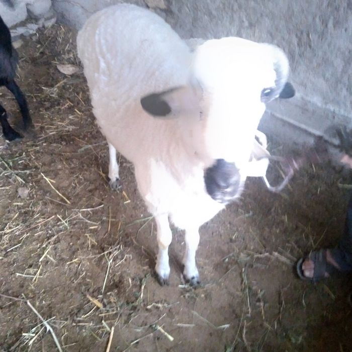 Qo'chqor sotilade yeb ichishe yaxshe tayor bo'gan  keleshtereb beraman