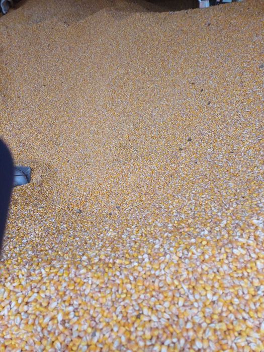 Porumb calitate buna, uscat