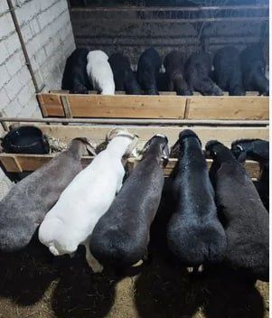 Yangi zoʻr qoʻylar tayyor ukol qilingan