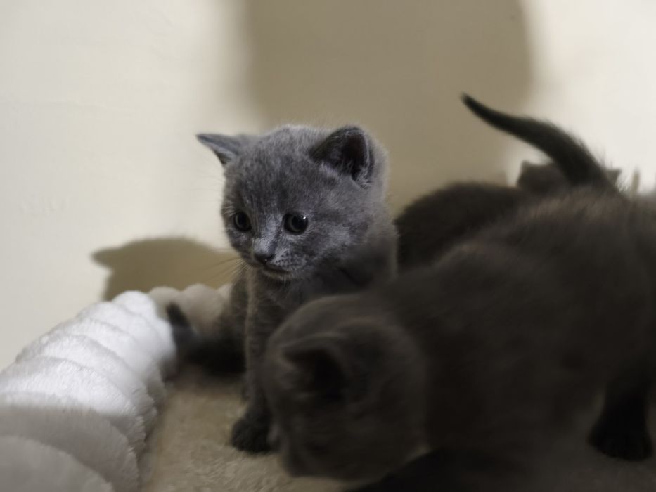 Британски котенца