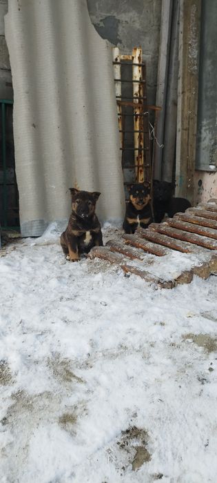 Отдам щенков лайки