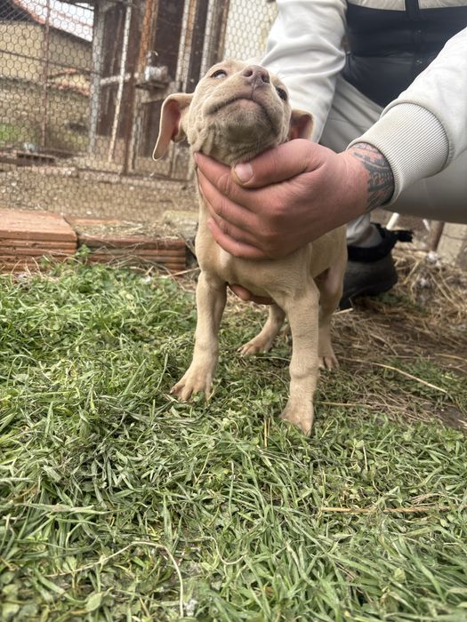 Продавам питбули на 65 дни