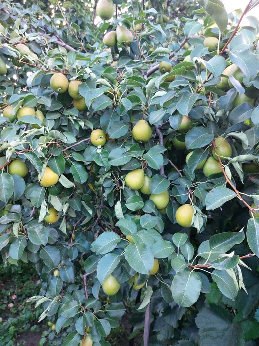 Продам половину дома