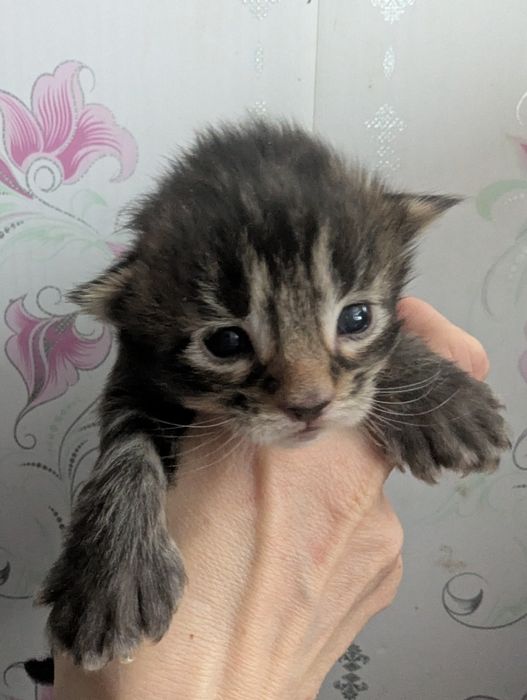 Мейн Кун Полидакт Бронь