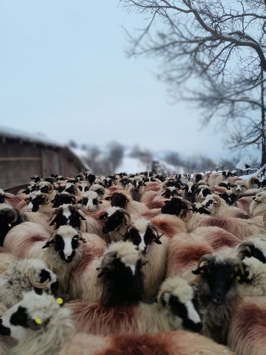 50 de oi de vânzare,