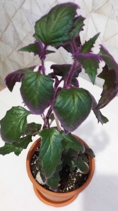 Продаю комнатные растения разные недорого