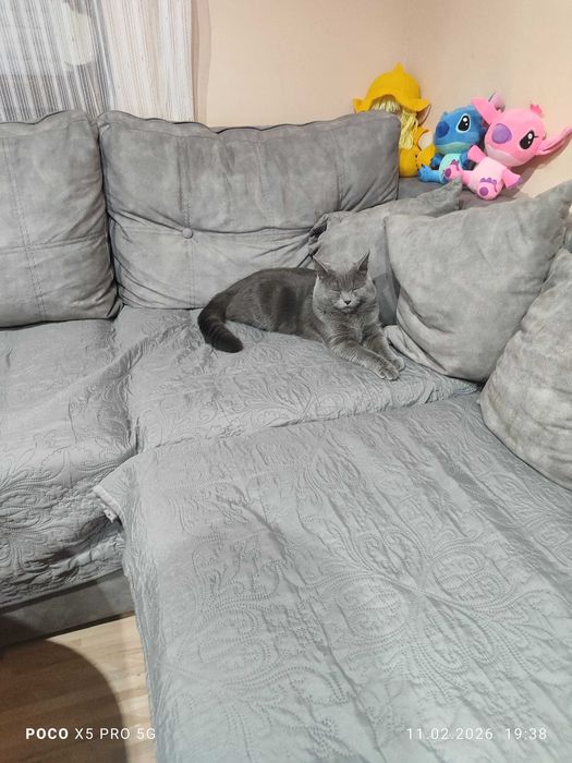 Британче на 8 месеца