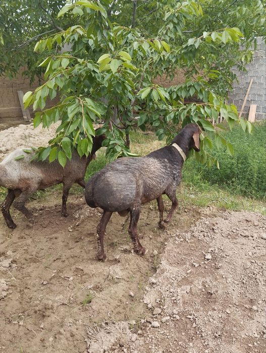 Кучкорлар сотилади