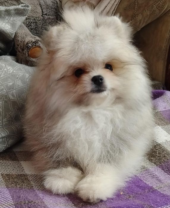 Шпиц мальчик с документами