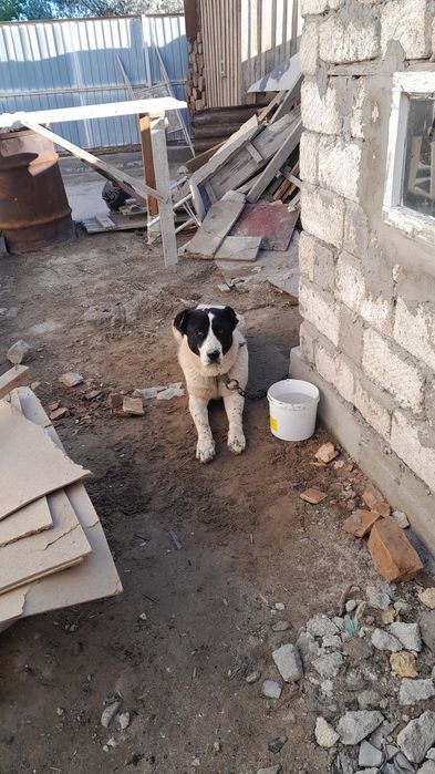 Алабай сатылады или обмен