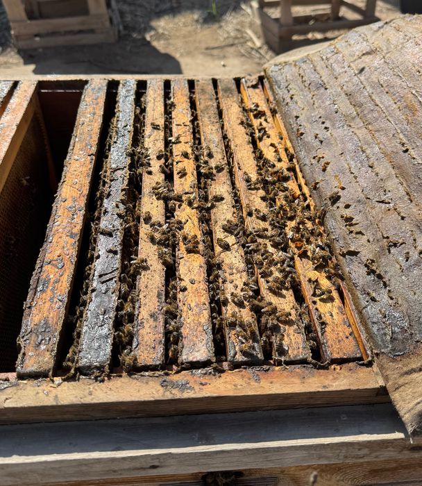 Asalari oilasi sotiladi