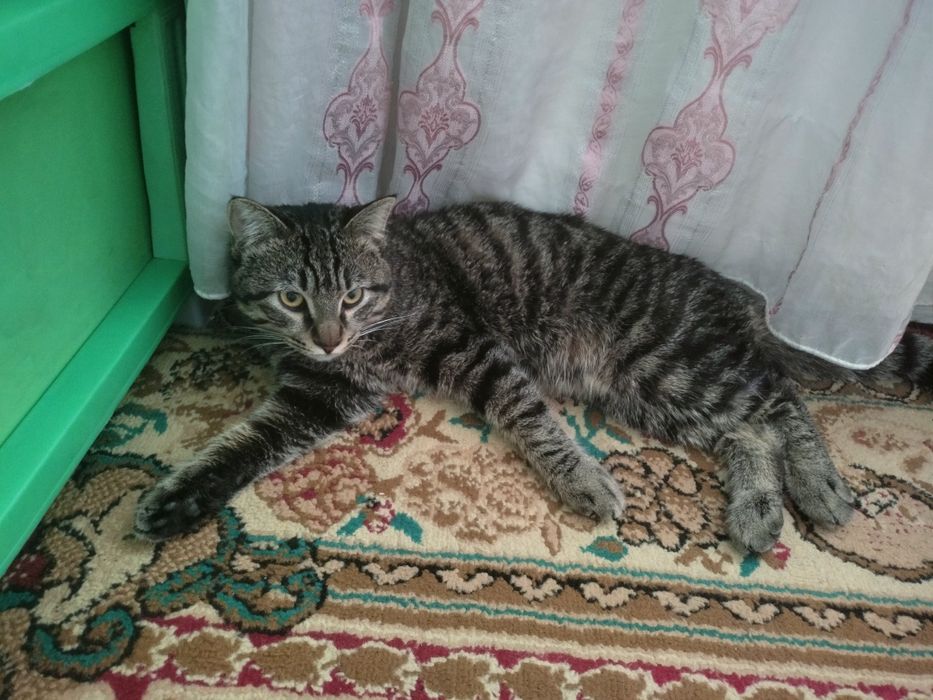 отдаем кошку сергели