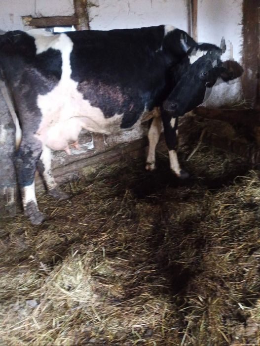 Vând vaca fătată recent