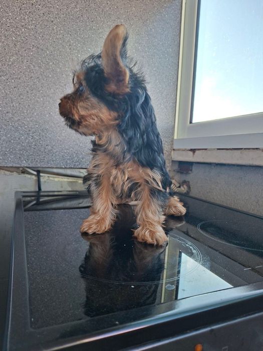 Мини Йоркширски териери