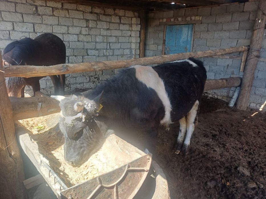 Баспақ сатылады