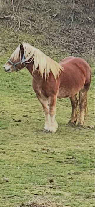 De vanzare manza de 4 ani invatata la utilaje fff blanda fara defecte