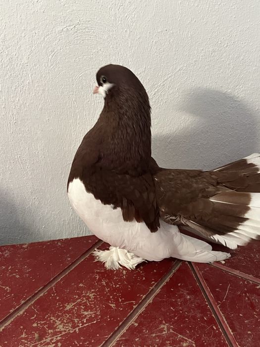 На продажу ленточный павлины