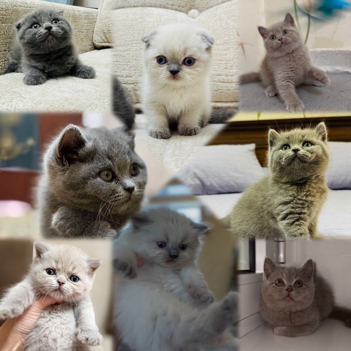 Вязка кота британской породы!