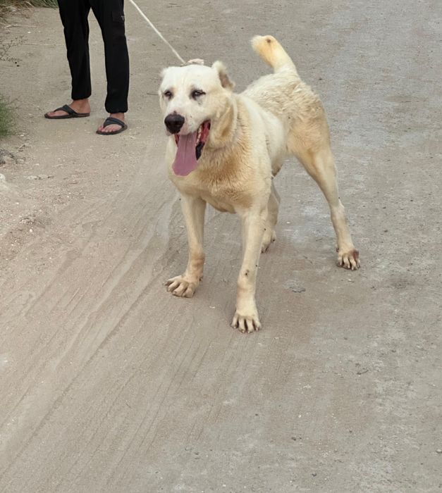 Ұрғашы алабай срочно