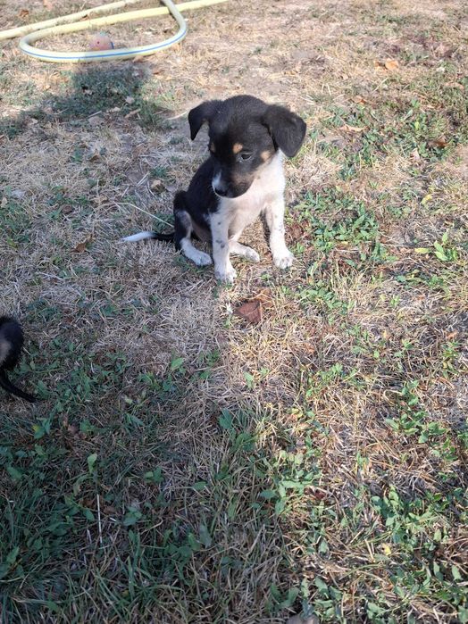 Малки кучета за осиновяванеAdopt a puppy!!