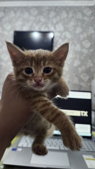 Отдам рыжих котят