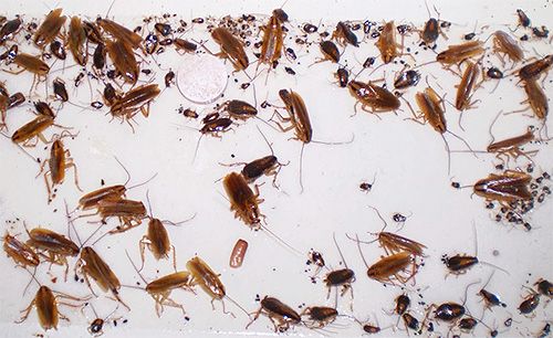 Порно большие жопы ханымдар