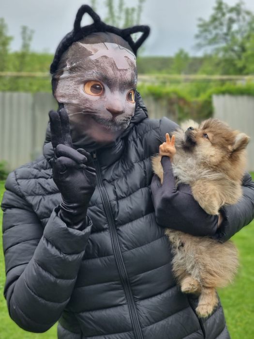 Продам померанского шпица