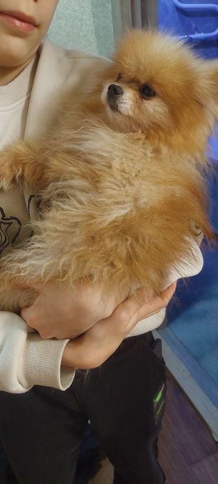 Шпиц добрый мальчик