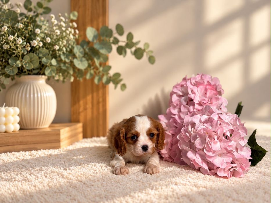 Cavalier King Charles Spaniel.