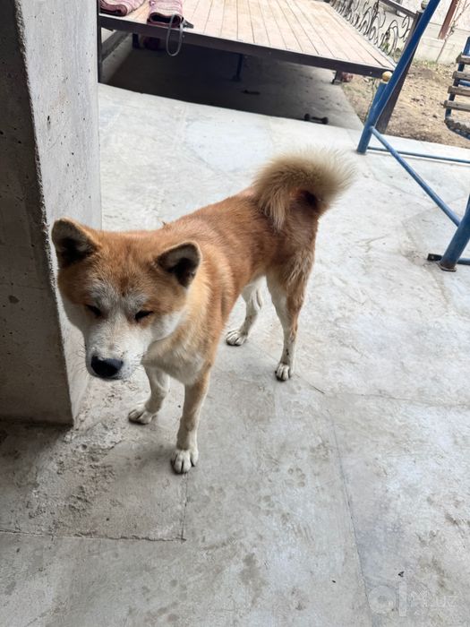 Akita inu 3 mln toza qon: 3 000 000 сум - Собаки Алат на Olx