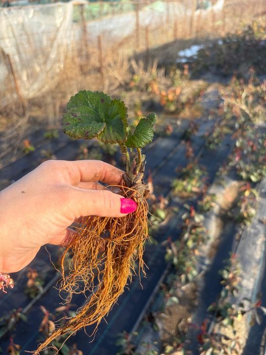 Capsuni remontate Albion Transport Gratuit  Bucuresti  ilfov