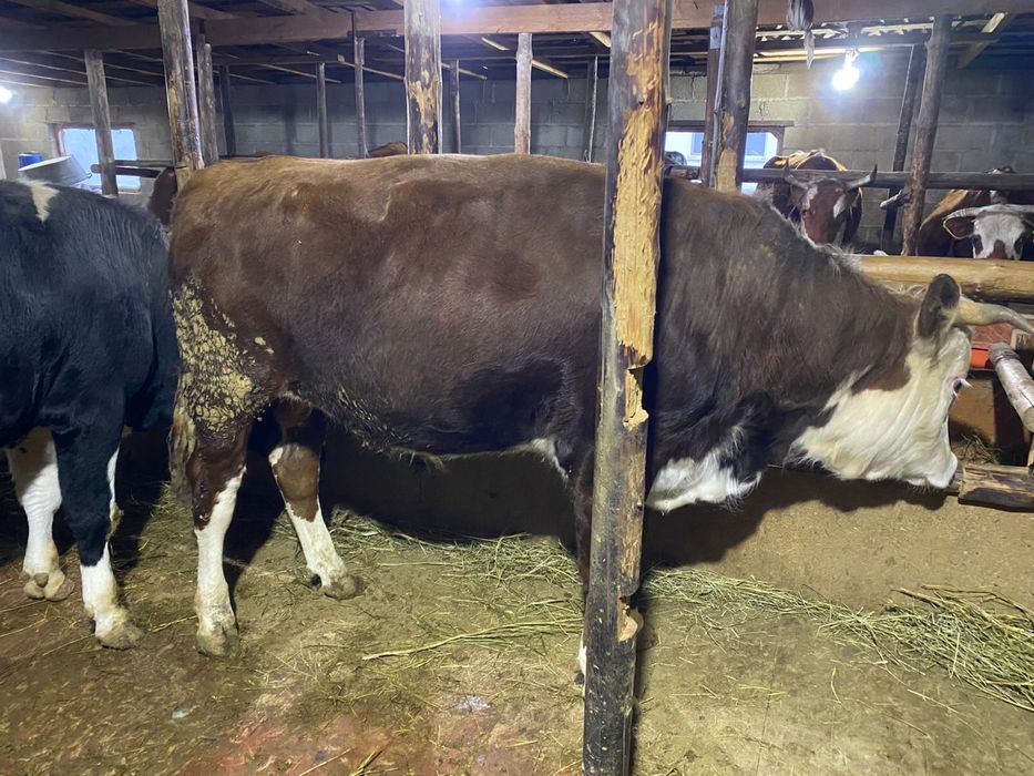 Жемде тұрған бұқалар сатылады