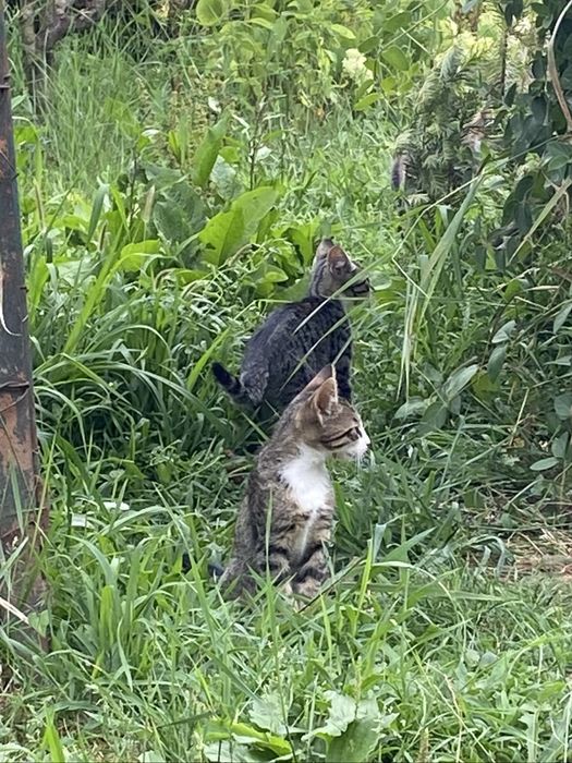 Pisoi adoptie in Maldaresti Valcea