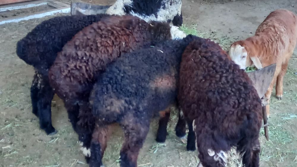 6ta egiz barra sotiladi