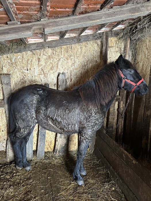 Disponibil cârlan 1,6 ani