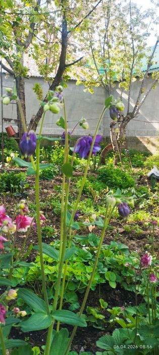 Флоксы и Аквилегия