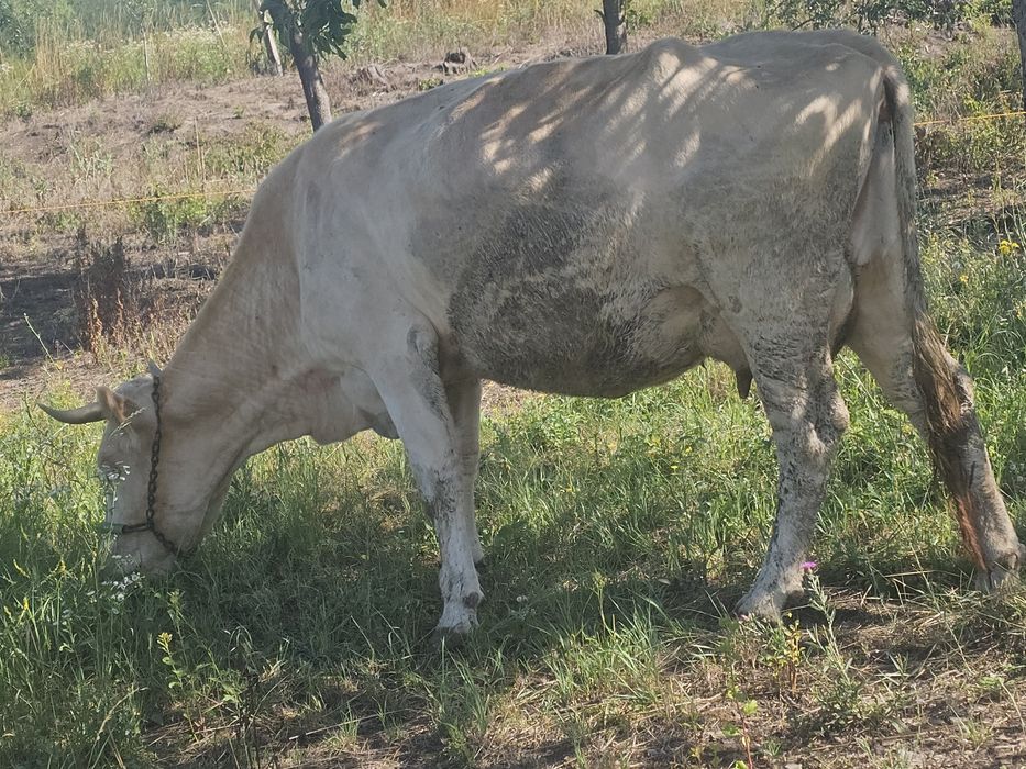 Vand o vaca de 5 ani gestanta in 4-5 luni