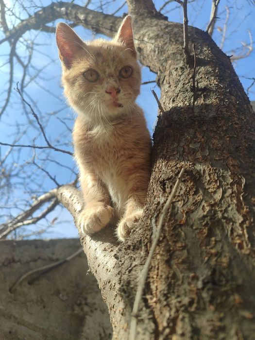 отдам котенка в добрые руки