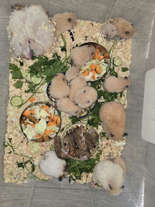 Продаётся сирийские хомячки