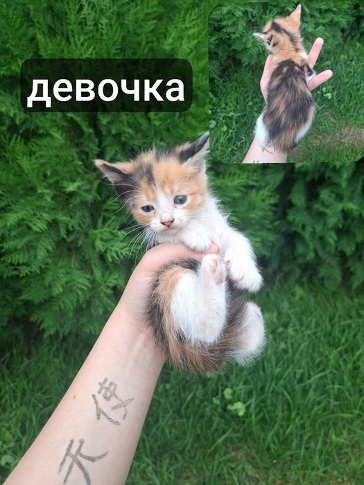 Котята в добрые руки
