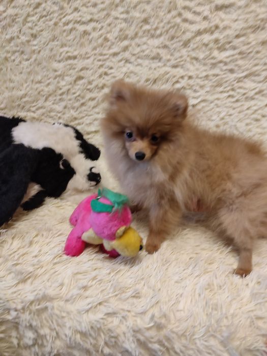 Померанский шпиц. Мини, мини девочка от Чемпиона.