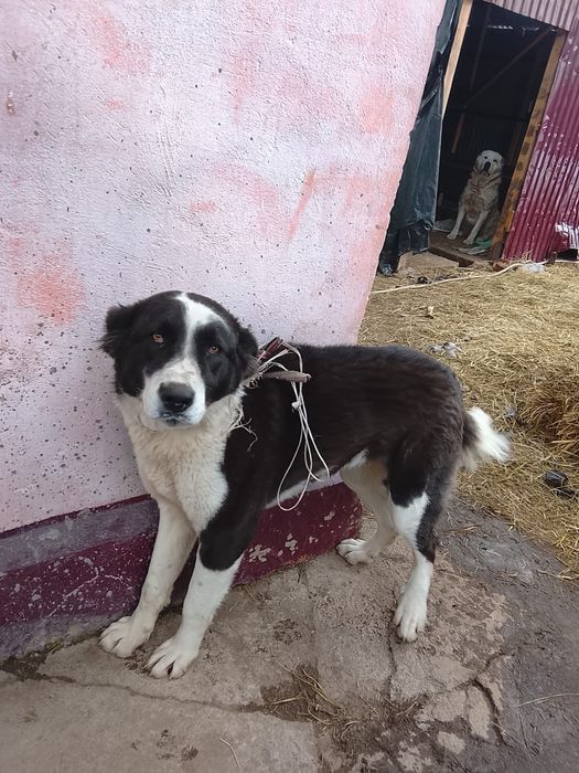 Продам сучку алабай