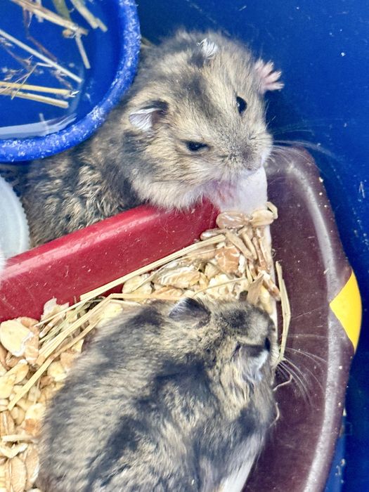 Hamsteri Siberieni