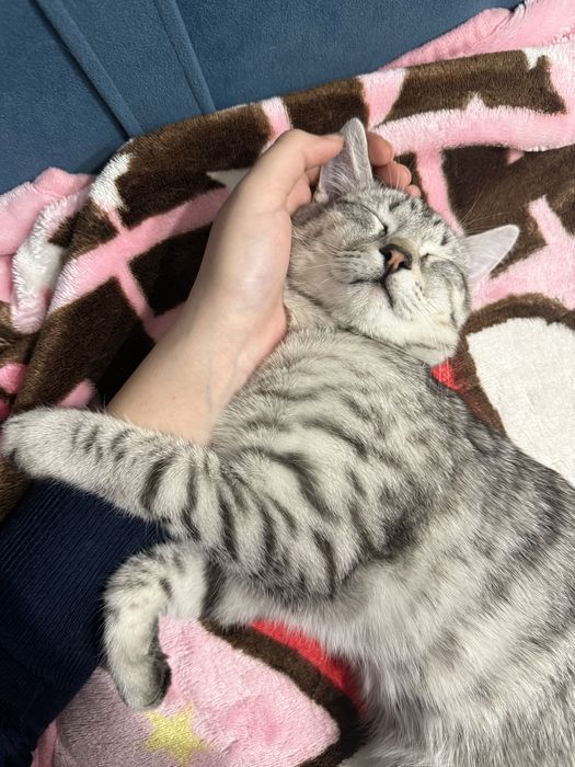 Котенок 4 месяца