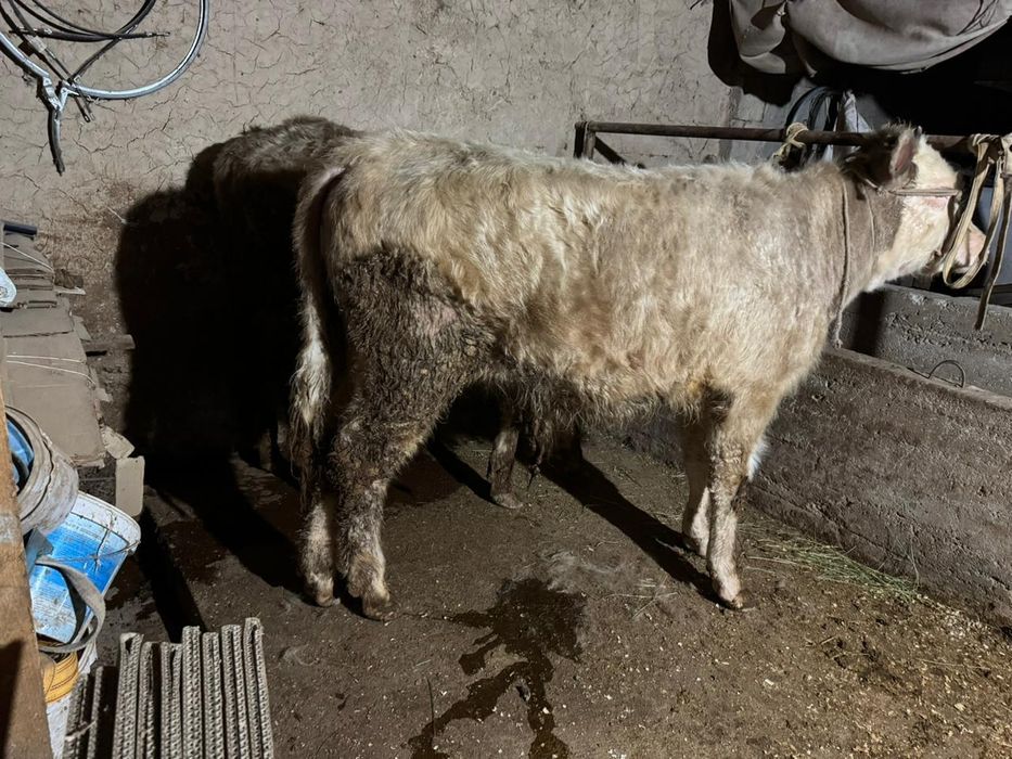 2бас аулекол сатылады