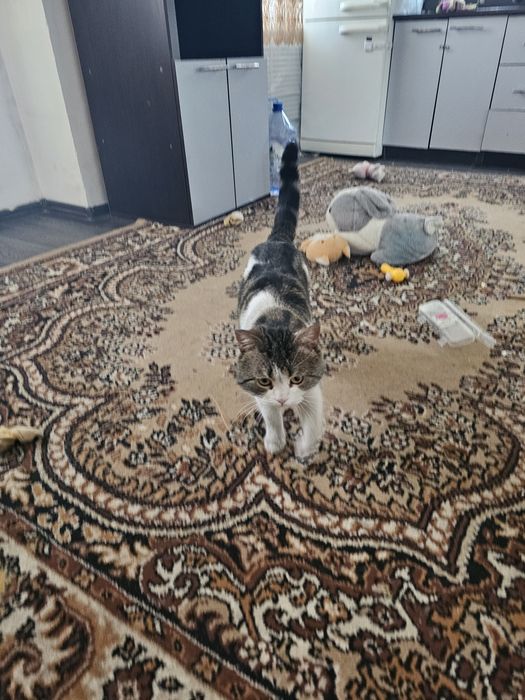 Отдадим в хорощие руки