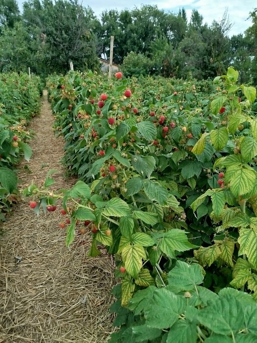 Продам саженцы ремонтантной малины