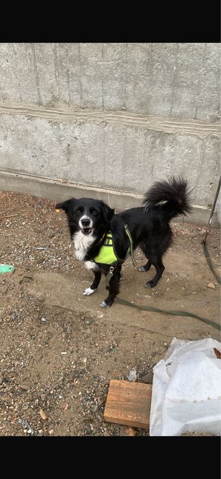 Собаки, сторожевые, дворняжки.